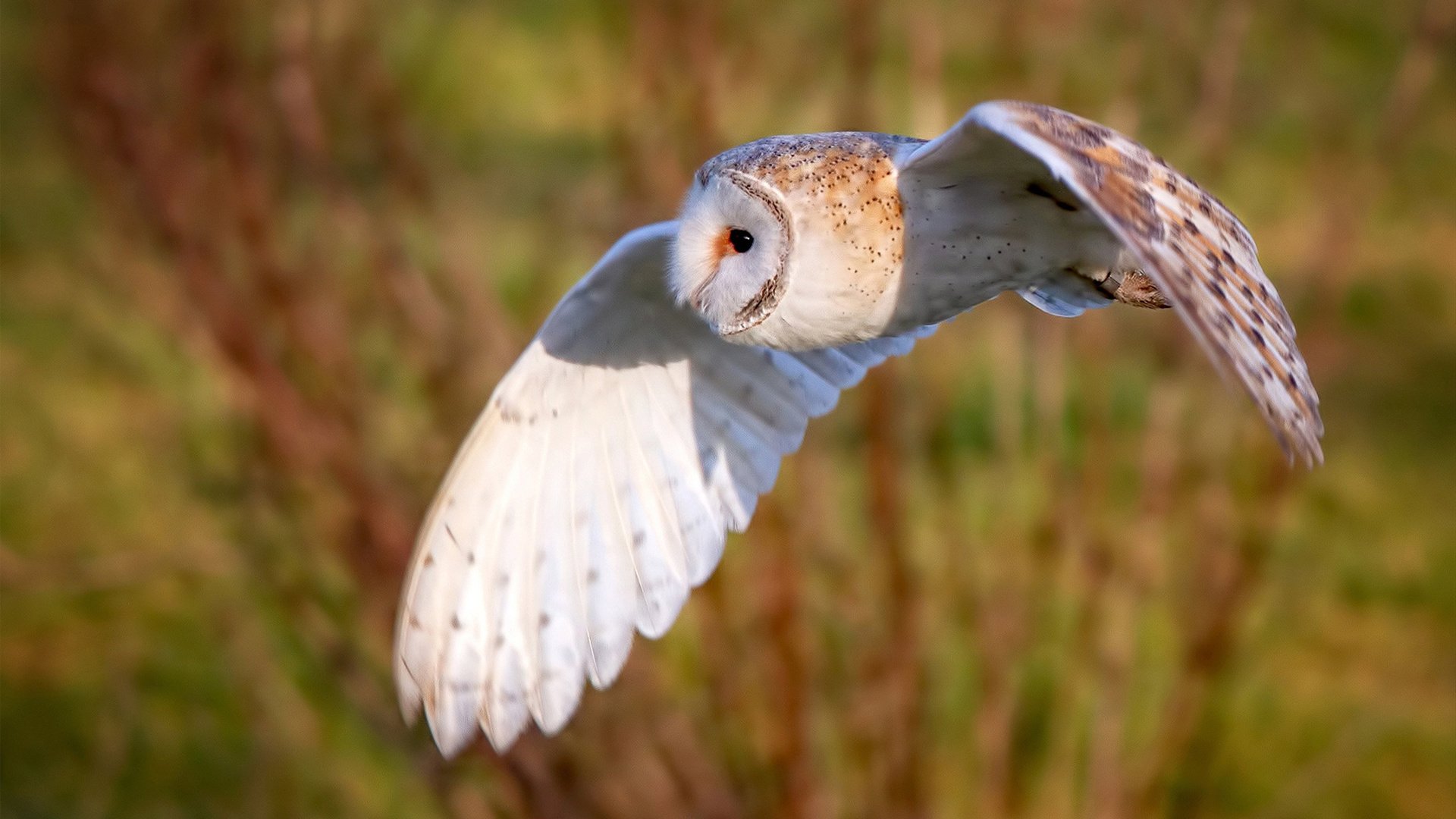 从绝境到曙光，基耶萨破茧重生，尤文铁血连胜诠释亚平宁韧性