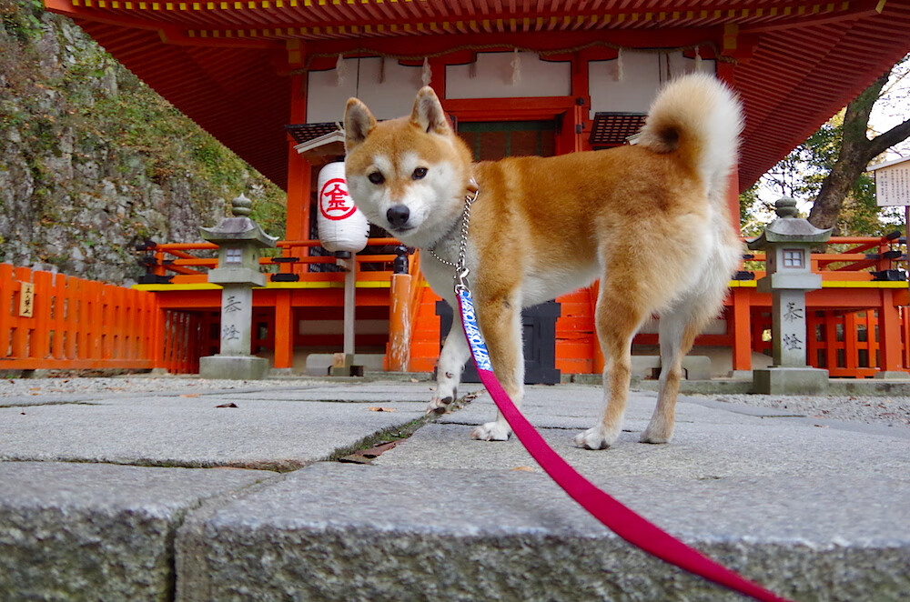 中轴革命，奥地利单节掀翻尤文，法比尼奥化身关键先生
